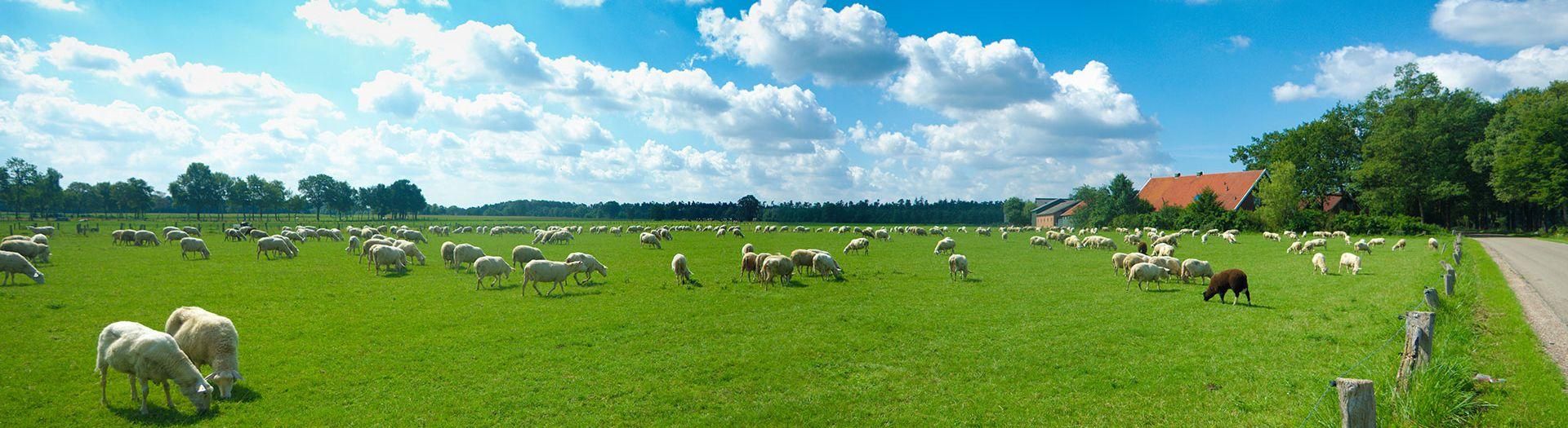 banner-bright-weiland-met-schapen-8e4429a9 BRIGHT Software B.V. | Software voor agrarische bedrijven